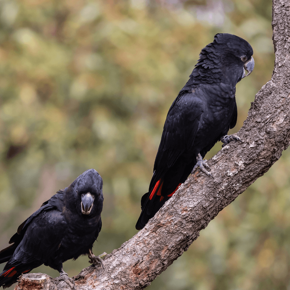 red tailed black cockatoo