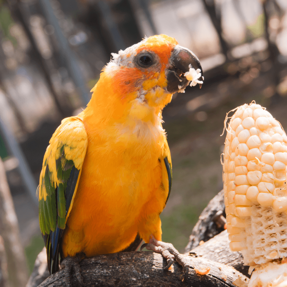 stress in parrot