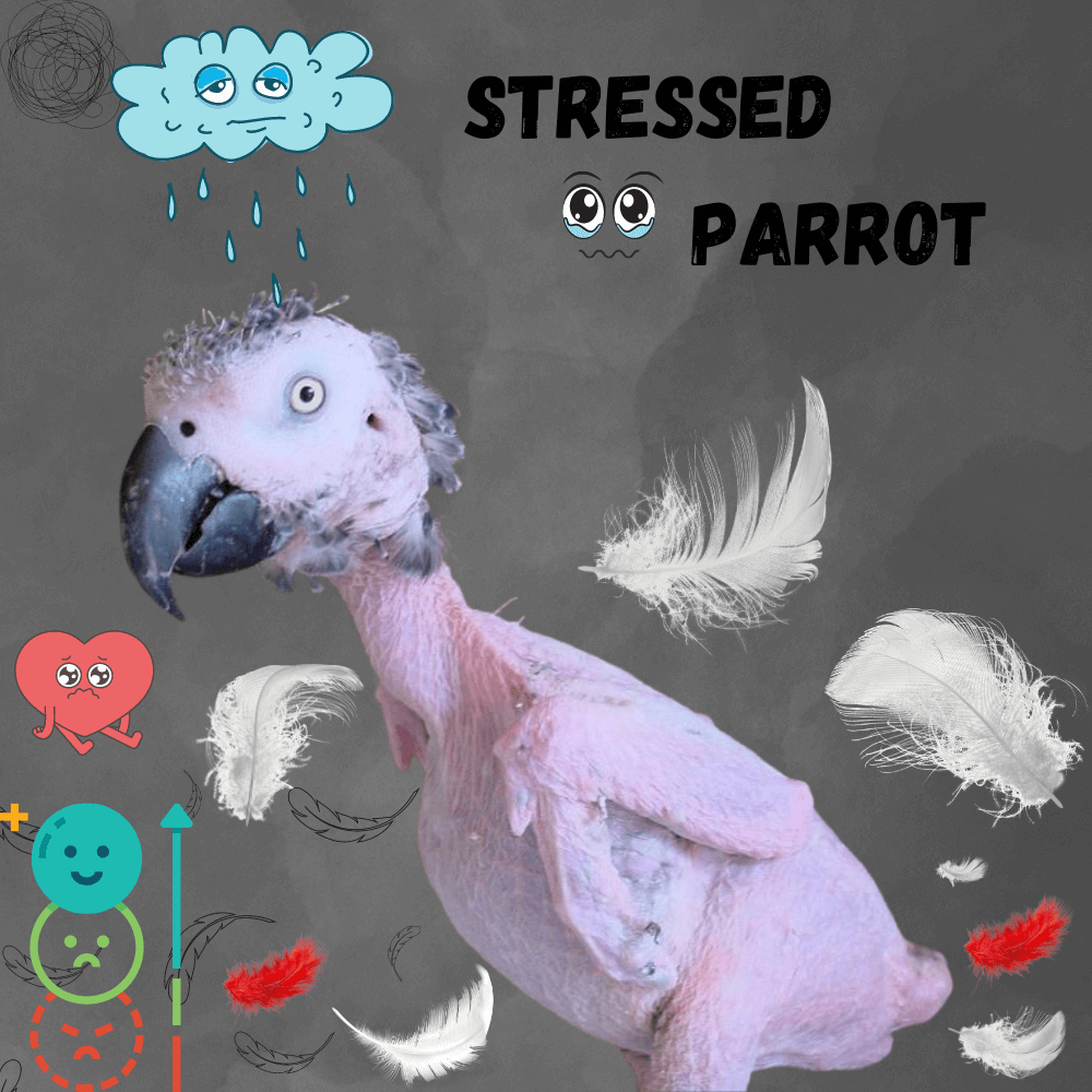 stressed parrot