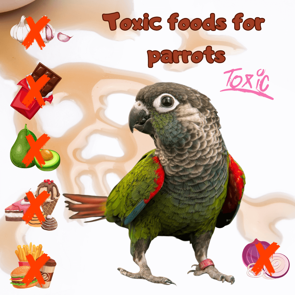 toxic foods for parrots