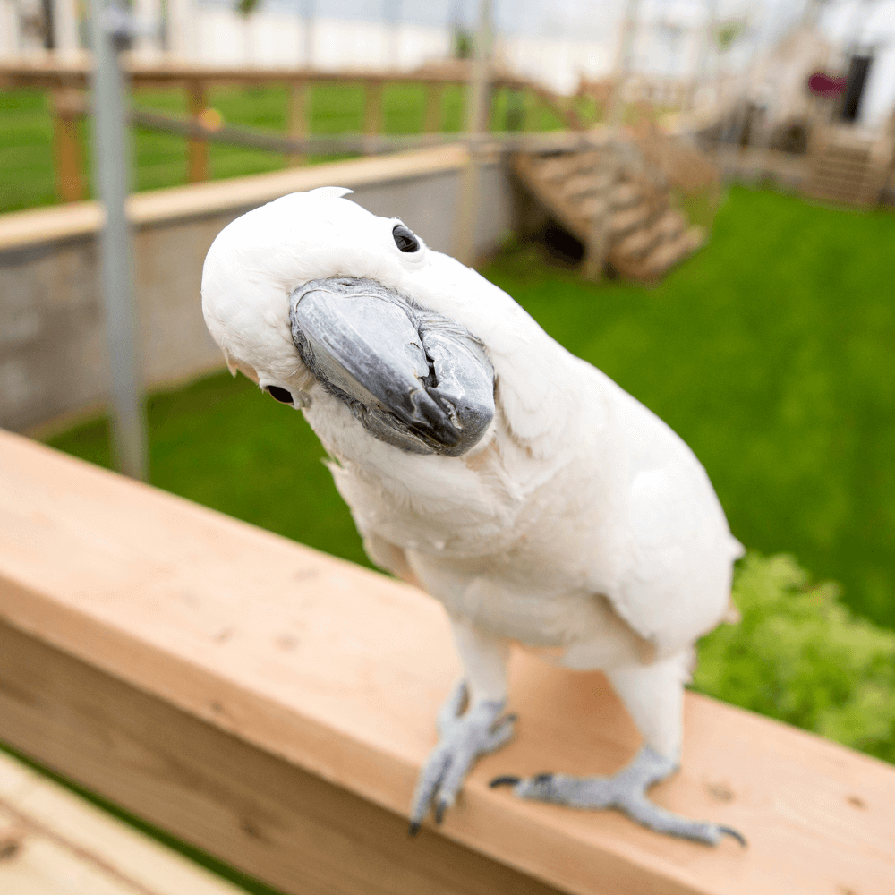 umbrella cockatoo for adoption