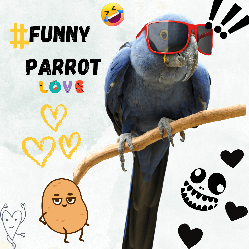 parrot funny