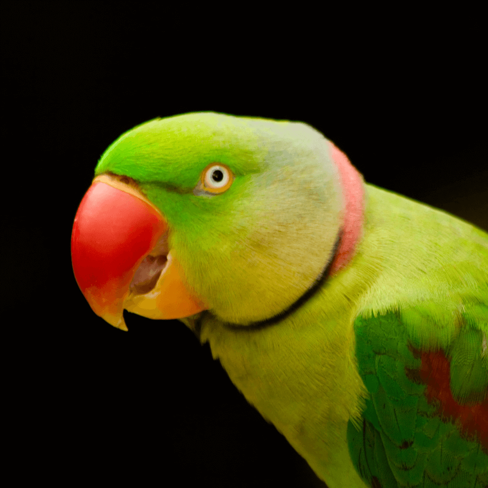 small talking parrot