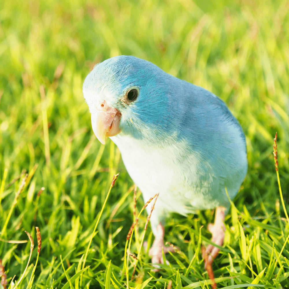 Pacific parrotlet