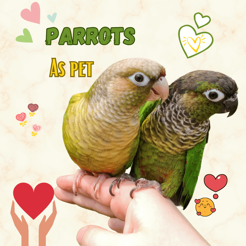 Parrot as pet