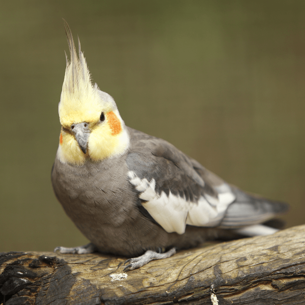 cockatiel