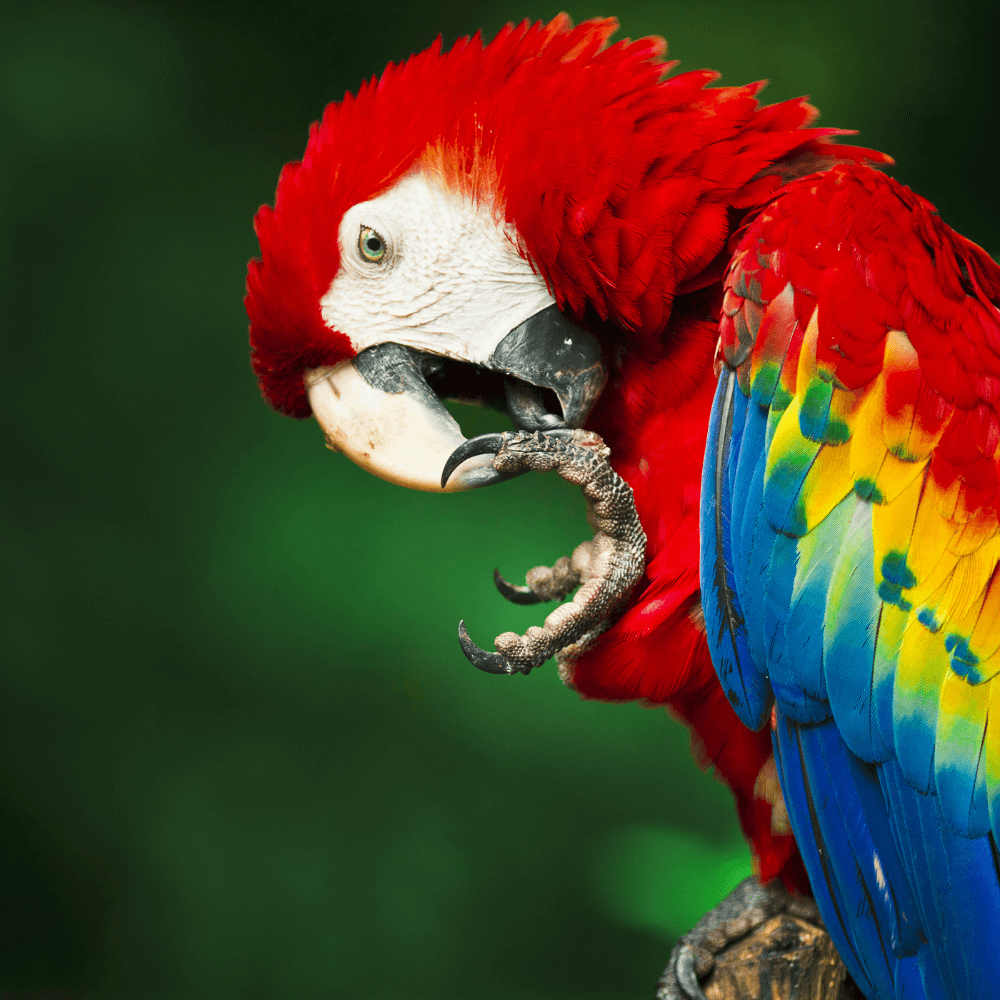 scarlet macaw as a pet