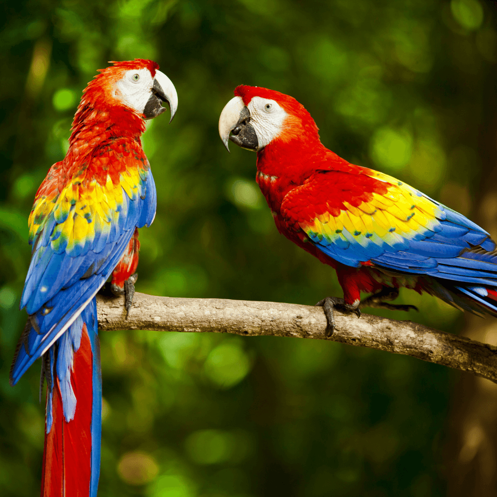 scarlet macaw facts
