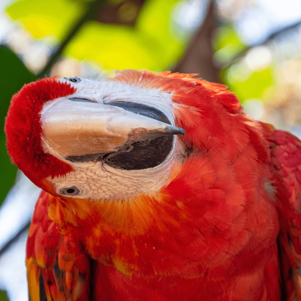 scarlet macaw parrot